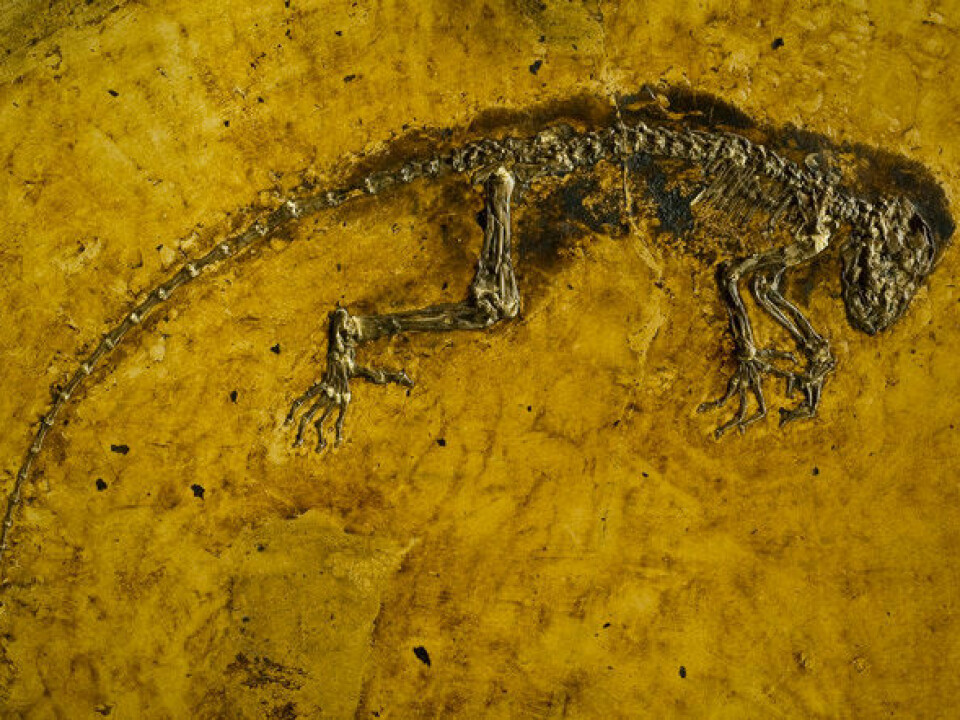 Ida’s foot is damaged slightly right where a claw or nail would be, which makes it hard to determine which she had. (Photo: Natural History Museum)