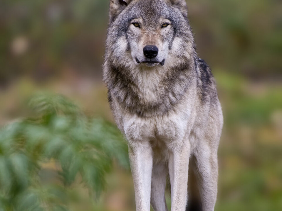 Wolves were extinct in Norway for over a century, but now they have wandered across the border from Sweden, Finland and Russia and have gained a new foothold. (Photo: Colourbox)