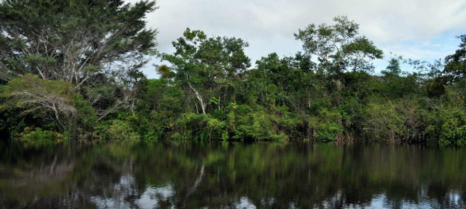 Keeping an eye on tropical forests