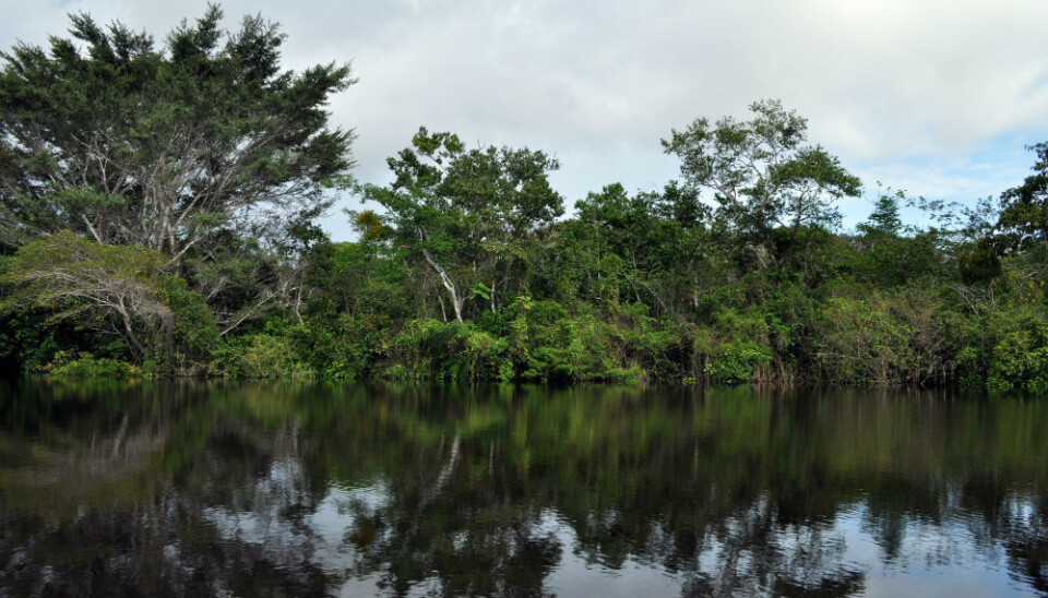 Deforestation amounts to 130.000 km2 every year. This is equal to 60.000 soccer fields each day, and takes place mainly in tropical forests in the Amazon, Central Africa, and Southeast Asia. The picture shows the Orinoco river in Colombia. (Photo: Fredy Ochoa, NIBIO.)