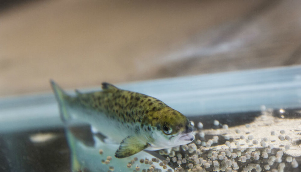 Farmed salmon needs enough marine omega-3 in order to be healthy in a normal farming environment, with the challenges this implies. (Photo: Terje Aamodt ©Nofima)