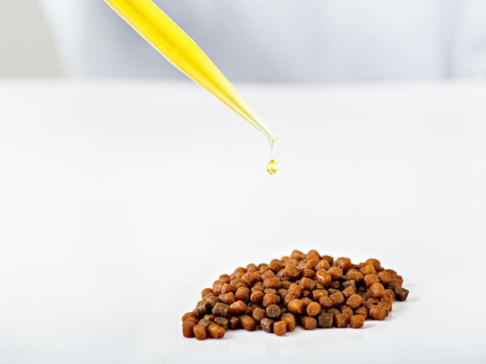 Since there is a shortage of marine omega-3, for example fish oil, fish feed contains no more than is necessary. The scientists behind this report are of the opinion that alternative oil sources should be based on which nutrients the salmon needs and how much it needs of each individual fatty acid. (Photo: Jon-Are Berg-Jacobsen ©Nofima.)