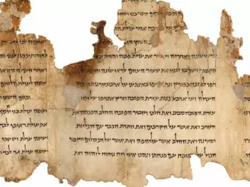 A portion of the Temple Scroll (Photo: The Israel Museum's Digital Dead Sea Scrolls project)