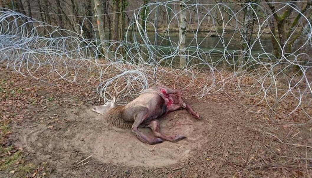 Wire fences are proving to be a fatal trap for wildlife living in the area. (Photo: Dejan Kaps) Wire fences are proving to be a fatal trap for wildlife living in the area. (Photo: Dejan Kaps)