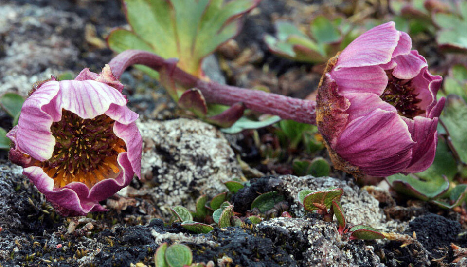 Glacier crowfoot (Ranunculus glacialis) will face a tougher future with a warmer climate. (Photo: Inger Greve Alsos/Svalbardflora.net)