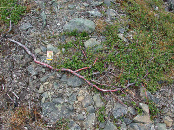 Dwarf birch (Betula nana) will fare well in a warmer climate, according to the new study. (Photo: Bjørn Erik Sandbakk/Svalbardflora.net) Dwarf birch (Betula nana) will fare well in a warmer climate, according to the new study. (Photo: Bjørn Erik Sandbakk/Svalbardflora.net)