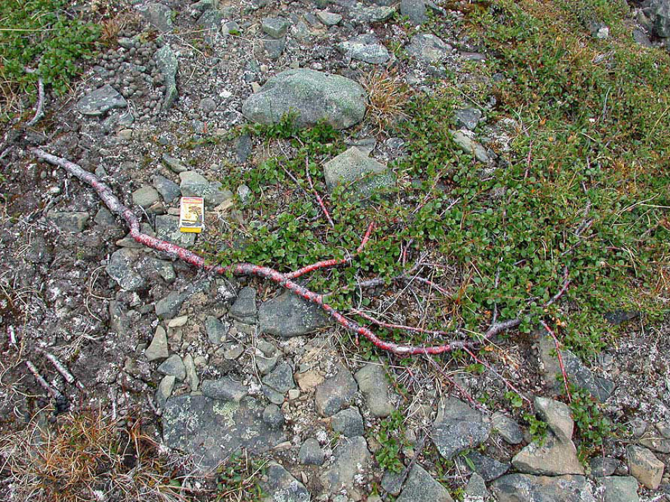 Dwarf birch (Betula nana) will fare well in a warmer climate, according to the new study. (Photo: Bjørn Erik Sandbakk/Svalbardflora.net)