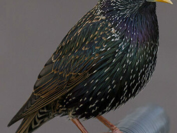 The creature was at least bird-like and was about the size of a starling like this one. (Photo: Pierre Selim/Wikimedia Commons) The creature was at least bird-like and was about the size of a starling like this one. (Photo: Pierre Selim/Wikimedia Commons)