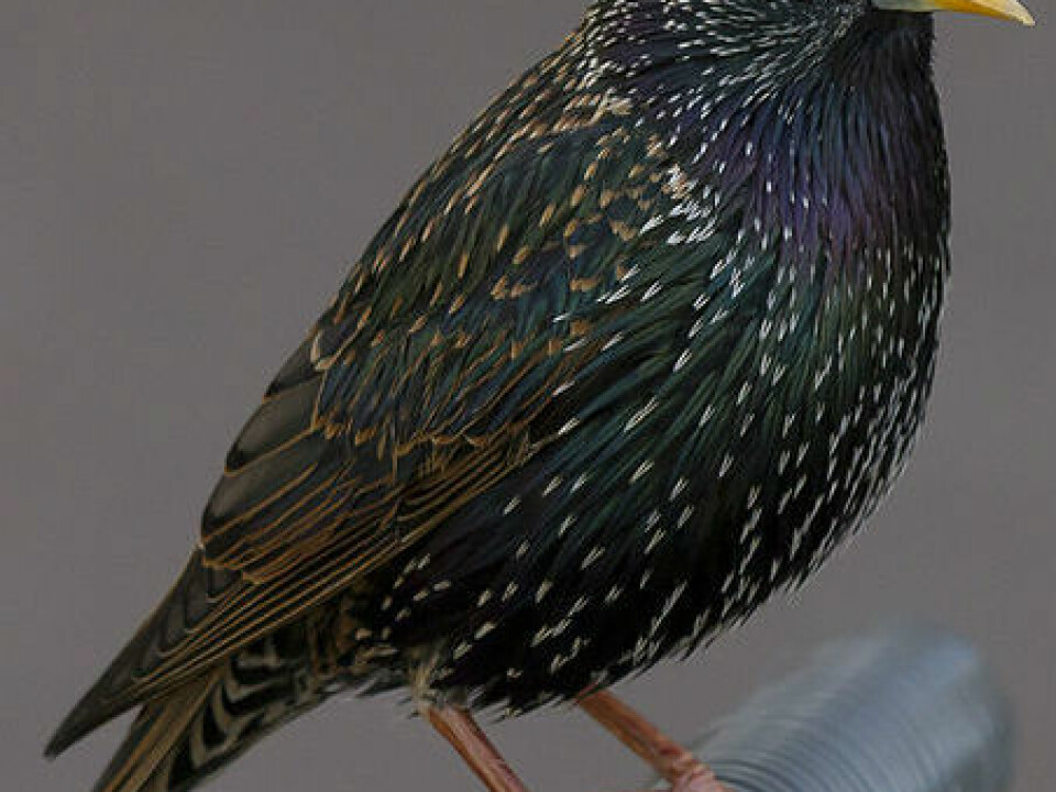 The creature was at least bird-like and was about the size of a starling like this one. (Photo: Pierre Selim/Wikimedia Commons)