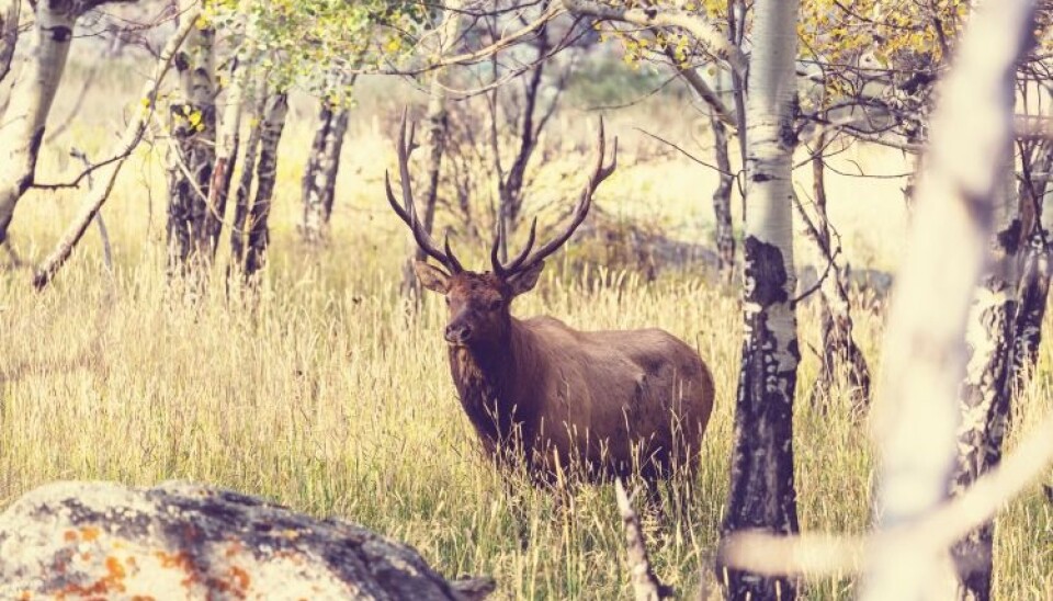Deer are often given the blame for the increase in tick-populations, but new results suggests that there are other factors that are important for the increase. (Photo: Colourbox)