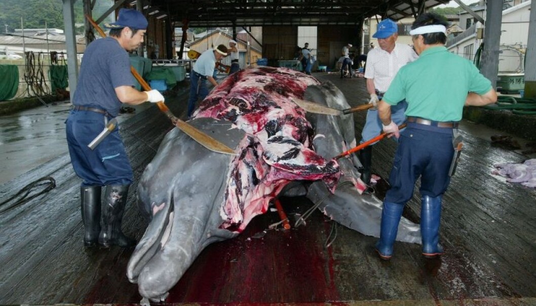 Whaling is a highly emotional issue internationally. A proposed cap-and-trade system would save the whales and allow countries like Japan and Norway to continue making a little money off them. (Photo: Istockphoto) Whaling is a highly emotional issue internationally. A proposed cap-and-trade system would save the whales and allow countries like Japan and Norway to continue making a little money off them. (Photo: Istockphoto)
