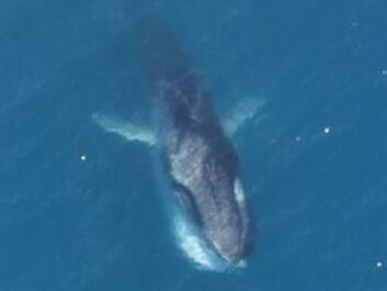 The fin whale, seen here, is the most “pricey” cetacean still commercially hunted and the grandest. They can reach a length exceeding 15 metres. (Photo: U.S. National Oceanic and Atmospheric Administration) The fin whale, seen here, is the most “pricey” cetacean still commercially hunted and the grandest. They can reach a length exceeding 15 metres. (Photo: U.S. National Oceanic and Atmospheric Administration)