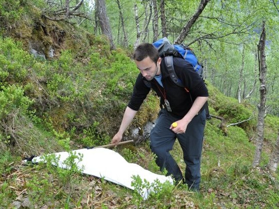 In the TickDeer-project the researchers have looked at the populations of deer and counted the ticks on the animals and in the landscape by so called “flagging”. (Photo: Atle Mysterud)