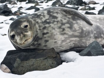 Greenland is on the verge of getting too many seals because of the reduction of seal hunting. Could a similar problem occur if whaling were halted? (Photo: Colourbox) Greenland is on the verge of getting too many seals because of the reduction of seal hunting. Could a similar problem occur if whaling were halted? (Photo: Colourbox)