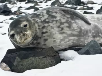 Greenland is on the verge of getting too many seals because of the reduction of seal hunting. Could a similar problem occur if whaling were halted? (Photo: Colourbox)
