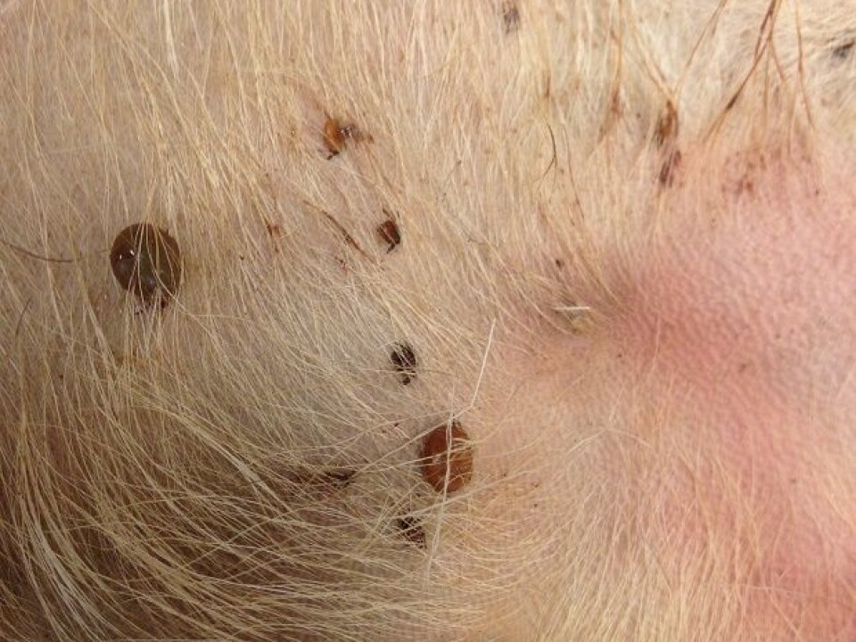 Skin of a tick-infested deer. (Photo: Atle Mysterud)