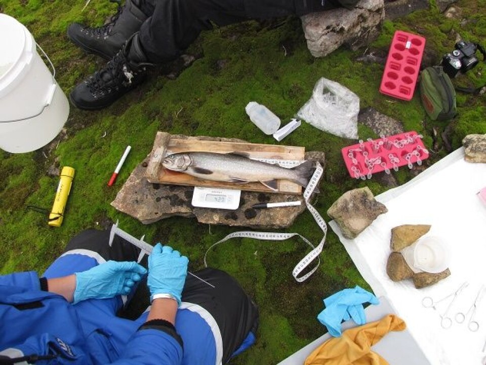 Researchers tracked 24 individual charr over a year. (Photo: Guttorm Christensen, Akvaplan-NIVA).