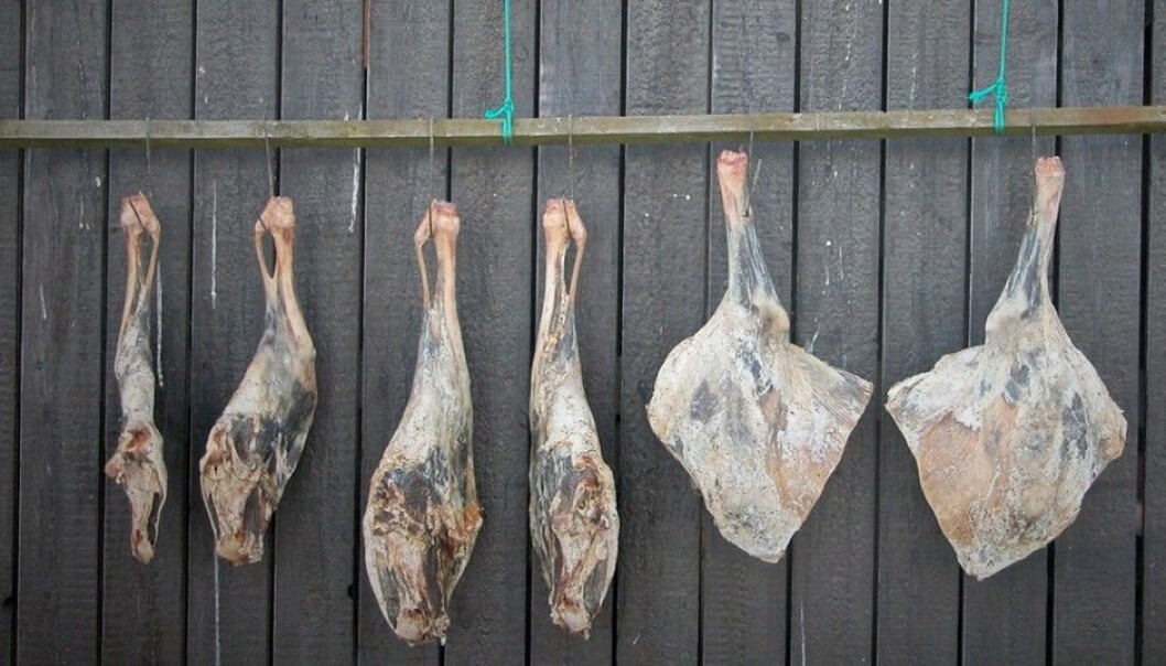 Skerpikjøt is wind-dried mutton that hangs from five to nine months to dry in a hjallur – a shed ventilated by the wind. The meat is thinly sliced and often eaten on rye bread or along with boiled potatoes. (Photo: Erik Christensen, Wikimedia Commons) Skerpikjøt is wind-dried mutton that hangs from five to nine months to dry in a hjallur – a shed ventilated by the wind. The meat is thinly sliced and often eaten on rye bread or along with boiled potatoes. (Photo: Erik Christensen, Wikimedia Commons)