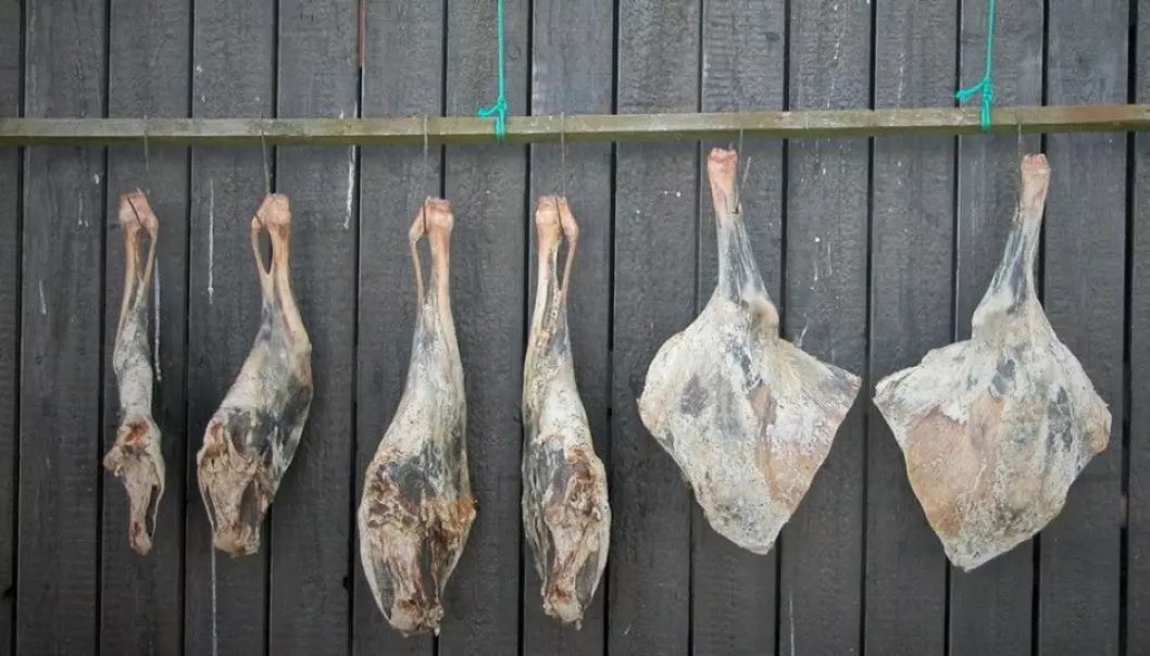 Skerpikjøt is wind-dried mutton that hangs from five to nine months to dry in a hjallur – a shed ventilated by the wind. The meat is thinly sliced and often eaten on rye bread or along with boiled potatoes. (Photo: Erik Christensen, Wikimedia Commons)