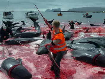 Grindedrapet – the slaughter of pilot whales – is a traditional, albeit internationally controversial, way of getting meat on the table in the Faroes. This meat is not sold commercially. It is divided equally among all the locals. (Photo: Andrija Ilic, Reuters/Scanpix)