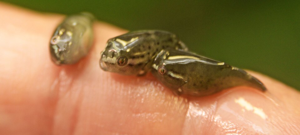 Breeding gluttons in the battle against salmon lice