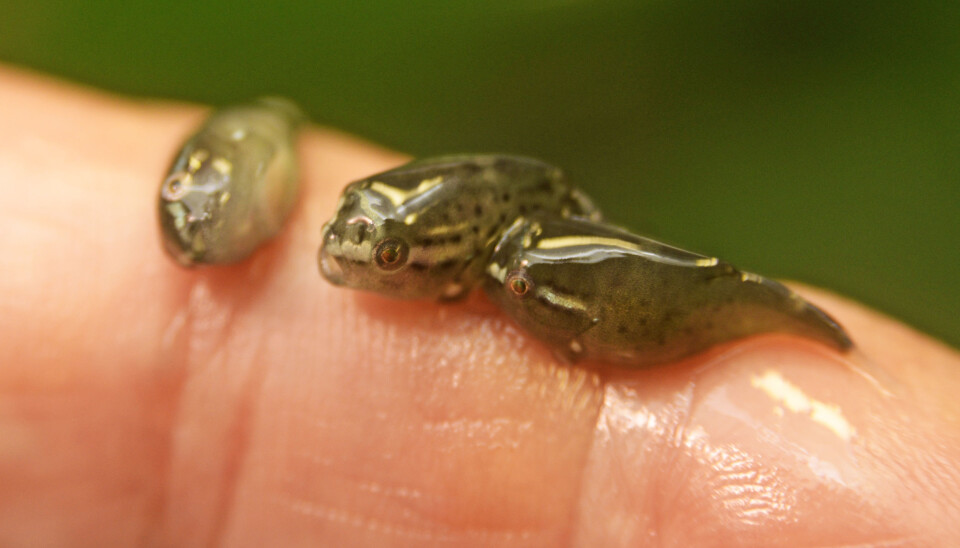Lumpsuckers are in some ways the ocean’s equivalent of a goat when it comes to curiosity and willingness to try new flavours. A lumpsucker eats more or less whatever it comes across. (Photo: Rune Stoltz Bertinussen / Krysspress)