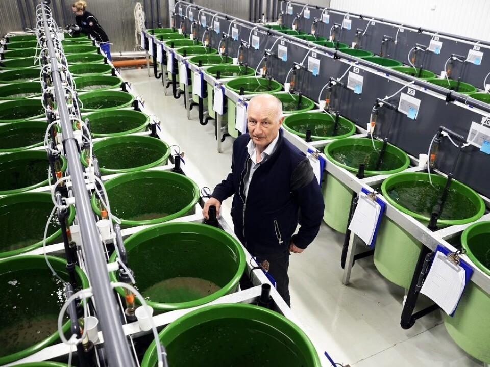In this plant, scientists breed the tiny fish to make them more and more insatiable for lice. Atle Mortensen leads the research to find the best lice eaters. Photo: Rune Stoltz Bertinussen / Krysspress