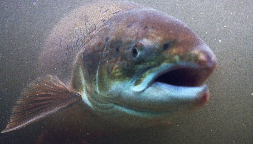 Norwegian salmon. (Photo: Colourbox)