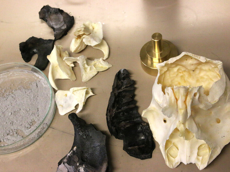 A calf’s head is a key ingredient when determining precious metal content. (Photo: Idun Haugan, NTNU)