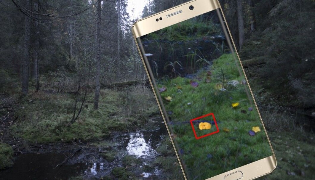 Mushroom or yellow leaf? A mobile app can see the difference using neural networks that mimic our brain cells, according to two NTNU computer students. (Photo: Arnfinn Christensen, forskning.no/GadgetsGuy and GalaxyOptimus collage, CC BY 2.5) Mushroom or yellow leaf? A mobile app can see the difference using neural networks that mimic our brain cells, according to two NTNU computer students. (Photo: Arnfinn Christensen, forskning.no/GadgetsGuy and GalaxyOptimus collage, CC BY 2.5)