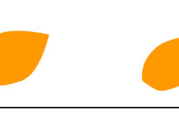 Mushroom on the left - leaf to the right. The more clearly the forms settle out to either side, the easier it is for SVM to separate them. Here the dividing line falls far to the left - towards the round shape. But what if the leaf is round? (Figure: Arnfinn Christensen, forskning.no) Mushroom on the left - leaf to the right. The more clearly the forms settle out to either side, the easier it is for SVM to separate them. Here the dividing line falls far to the left - towards the round shape. But what if the leaf is round? (Figure: Arnfinn Christensen, forskning.no)