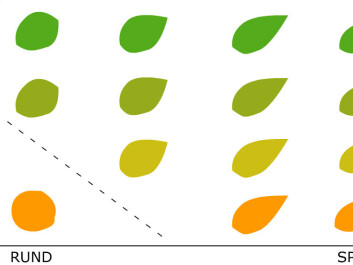 Here SVM looks at two different properties - round or pointed shape and yellow or green colour. SVM does better with several different types of leaves and a mushroom. But what if both the leaf and the mushroom are round? SVM can use hundreds of different features to distinguish objects in an image. (Figure: Arnfinn Christensen, forskning.no) Here SVM looks at two different properties - round or pointed shape and yellow or green colour. SVM does better with several different types of leaves and a mushroom. But what if both the leaf and the mushroom are round? SVM can use hundreds of different features to distinguish objects in an image. (Figure: Arnfinn Christensen, forskning.no)