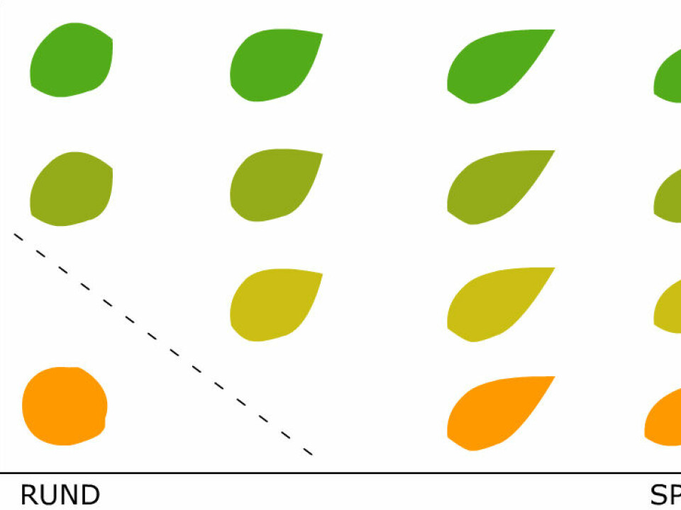 Here SVM looks at two different properties - round or pointed shape and yellow or green colour. SVM does better with several different types of leaves and a mushroom. But what if both the leaf and the mushroom are round? SVM can use hundreds of different features to distinguish objects in an image. (Figure: Arnfinn Christensen, forskning.no)