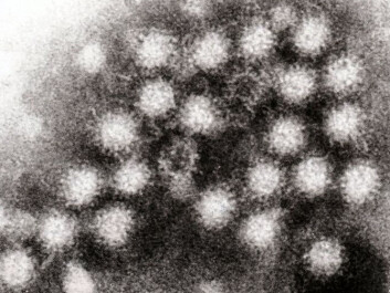 Mug shot of the enemy: The norovirus. (Photo: GrahamColm/Wikimedia Commons) Mug shot of the enemy: The norovirus. (Photo: GrahamColm/Wikimedia Commons)