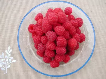 The norovirus has turned up on raspberries in some parts of the world. (Foto: Anita Sønsteby)