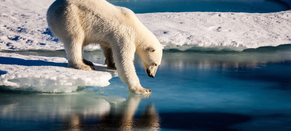 When will the Arctic be ice free?