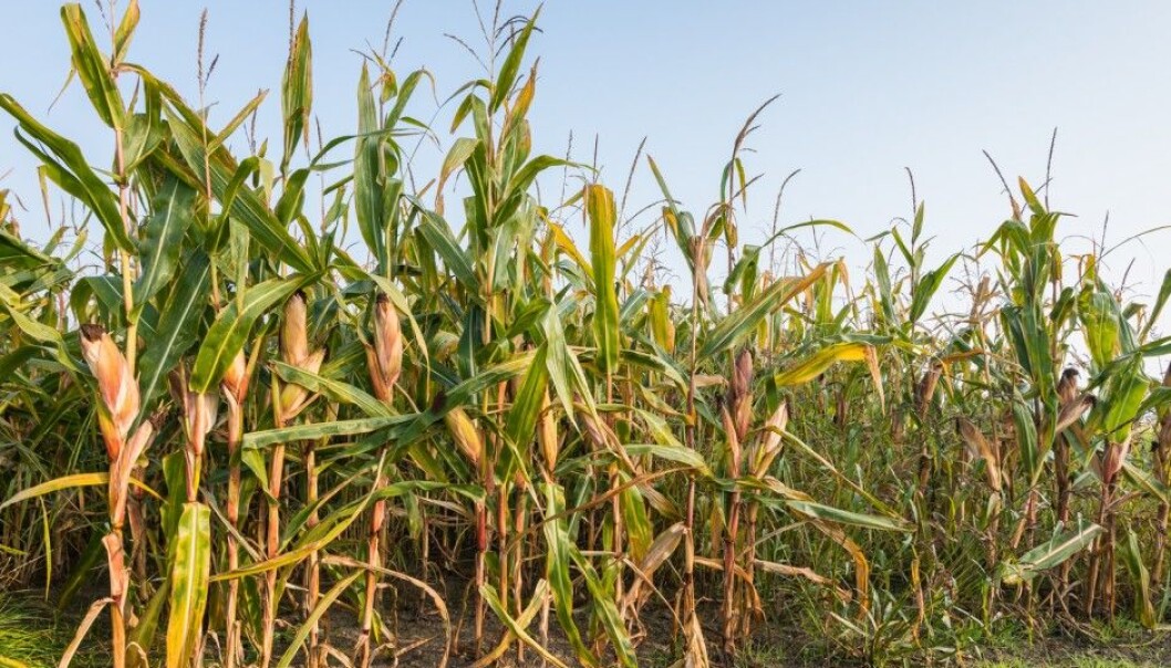 The European Food Safety Authority, or EFSA, believes that a Norwegian study showing undesirable effects on non-target organisms from GMO plants has design weaknesses that make it difficult to accept the study’s findings (Photo: Ruud Morijn Photographer / Shutterstock / NTB scanpix) The European Food Safety Authority, or EFSA, believes that a Norwegian study showing undesirable effects on non-target organisms from GMO plants has design weaknesses that make it difficult to accept the study’s findings (Photo: Ruud Morijn Photographer / Shutterstock / NTB scanpix)