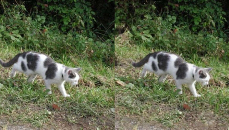 No, they’re not the same. The picture on the left is the original. (Photo: Steven Le Moan, NTNU)