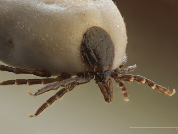 Ticks are much more of a threat than for instance polar bears. (Photo: Richard Bartz/Wikimedia commons.) Ticks are much more of a threat than for instance polar bears. (Photo: Richard Bartz/Wikimedia commons.)