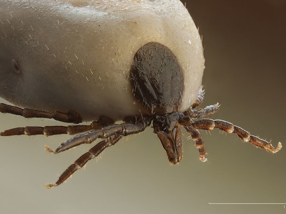 Ticks are much more of a threat than for instance polar bears. (Photo: Richard Bartz/Wikimedia commons.)