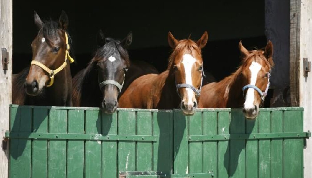 New study discovers that horses can learn to communicate with humans using symbols (Photo: Shutterstock) New study discovers that horses can learn to communicate with humans using symbols (Photo: Shutterstock)