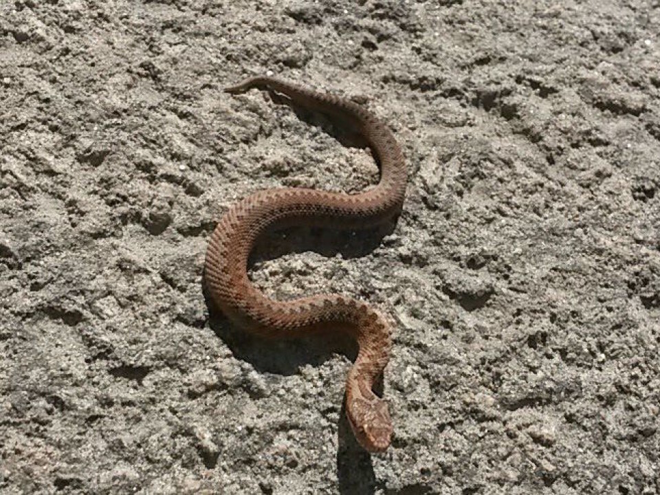 The Common European viper's bite is rarely deadly, but you should seek medical assistance immediately after being bitten. (Photo: Dschrogr/Wikimedia commons.)