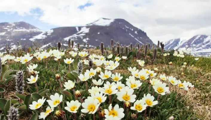 A small fly is a super pollinator in the Arctic
