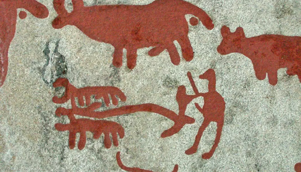Agriculture can have come to Norway as a sudden revolution. Bronze Age petroglyphs showing a man ploughing the earth. From Aspberget in Bohus County, Sweden, not far from the current Norwegian border. (Photo: Sven Rosborn/Wikimedia Commons)