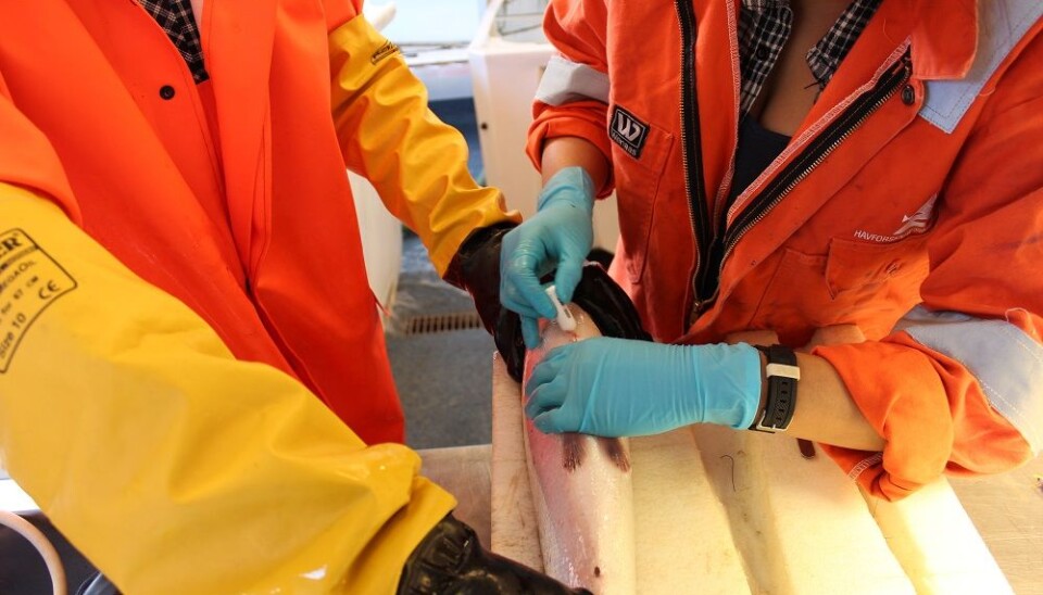 As darkness settles over the fishenclosures, the fish with large amounts of lice will migrate towards the deep, unlike their lice-free counterparts. Why? (Photo: IMR)