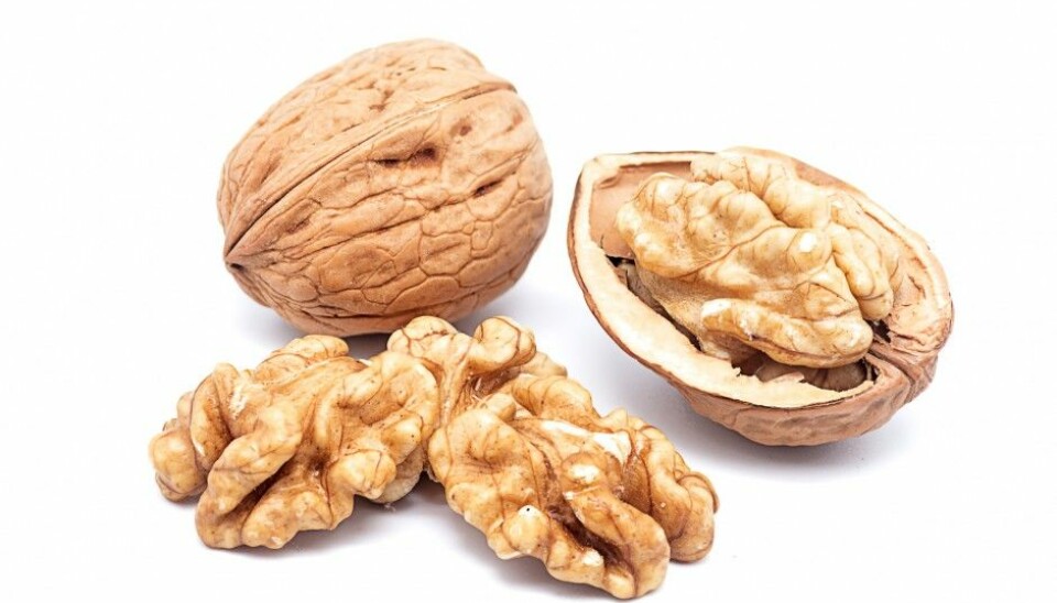 Are walnuts really fruit? (Photo: Luiscar74 / Shutterstock / NTB scanpix)