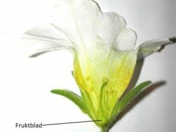 The ovaryof a common garden plant. (Photo: Paintser) The ovaryof a common garden plant. (Photo: Paintser)