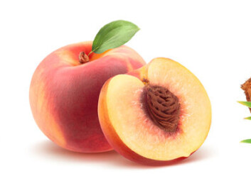 Almonds are the seed of stone fruit, or drupes. We eat the fruit wall of the peach. The coconut is filled with the nutrients the seed needs to grow. (Photo: Shutterstock / NTB scanpix) Almonds are the seed of stone fruit, or drupes. We eat the fruit wall of the peach. The coconut is filled with the nutrients the seed needs to grow. (Photo: Shutterstock / NTB scanpix)