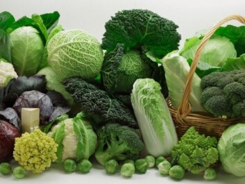 Numerous types of cabbages have been cultivated, originally descending from wild cabbage. (Photo: Shulevskyy Volodymyr / Shutterstock / NTB scanpix) Numerous types of cabbages have been cultivated, originally descending from wild cabbage. (Photo: Shulevskyy Volodymyr / Shutterstock / NTB scanpix)