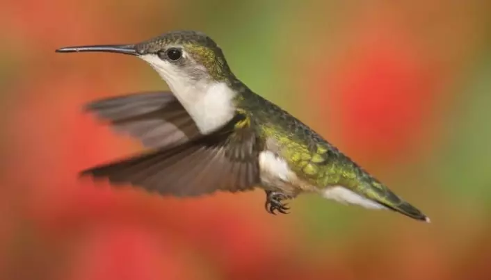 Bird study reveals a key assumption in evolution theory is false